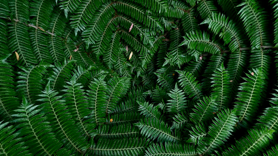 OPEN results – NZPS International Poetry Competition 2024