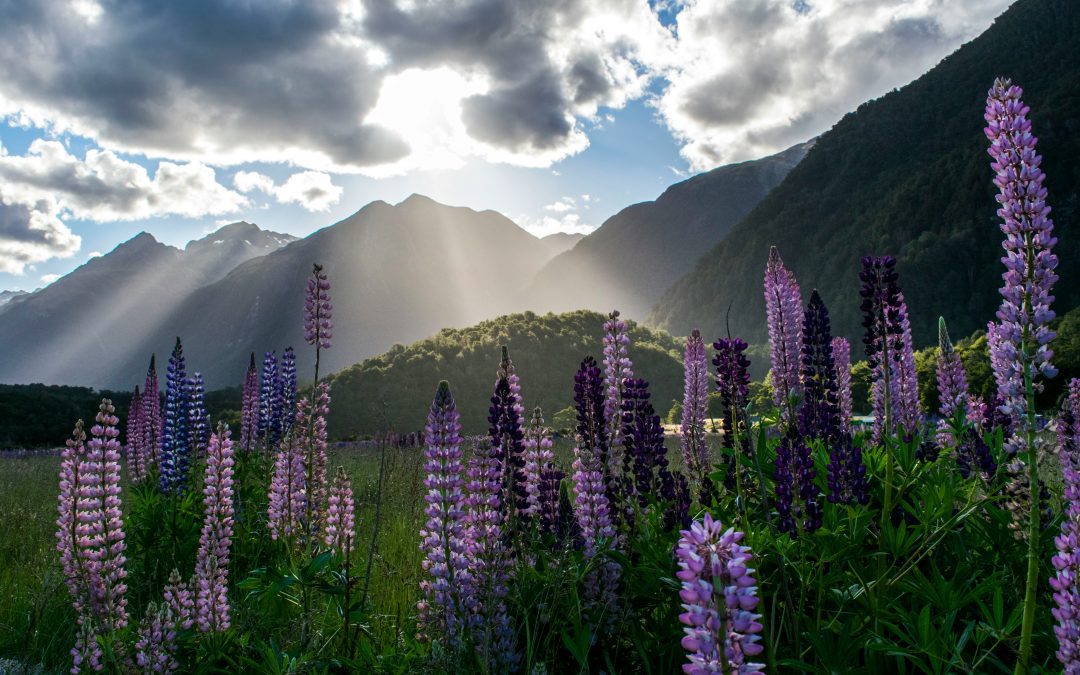 HAIKU results – NZPS International Poetry Competition 2025