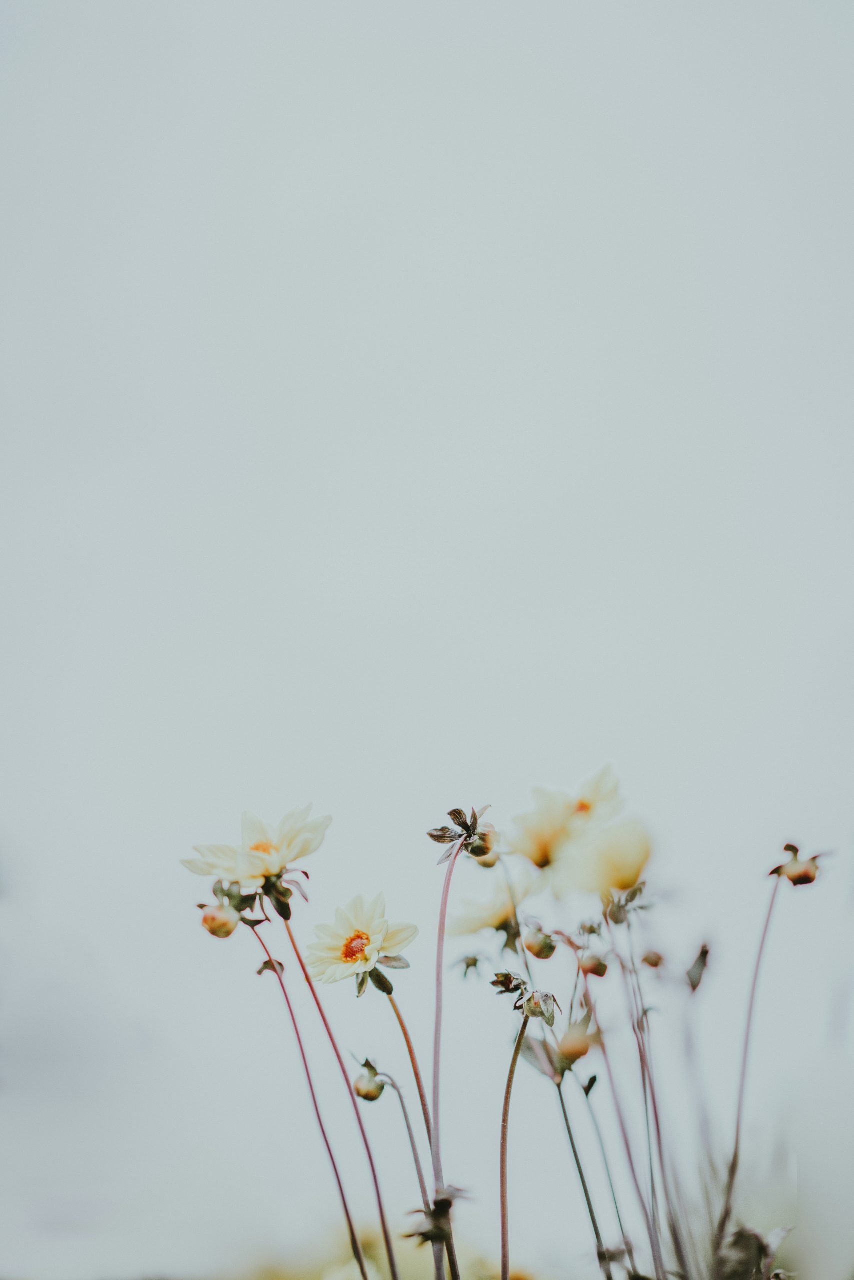 annie-spratt-4CQ3sEkV-TE-unsplash